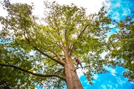 Professional Tree Services in Pine City, MN
